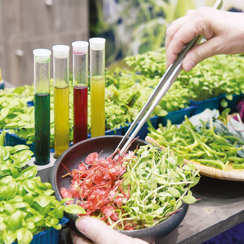 Plantarismus lautet ein aktueller Food-Trend