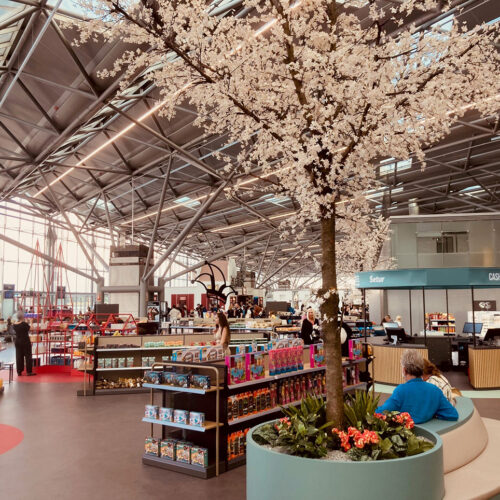 Von der Decke abgehängte rosa Blüten geben einen Hinweis auf die alljährliche Kirschblüte in der Bonner Altstadt.